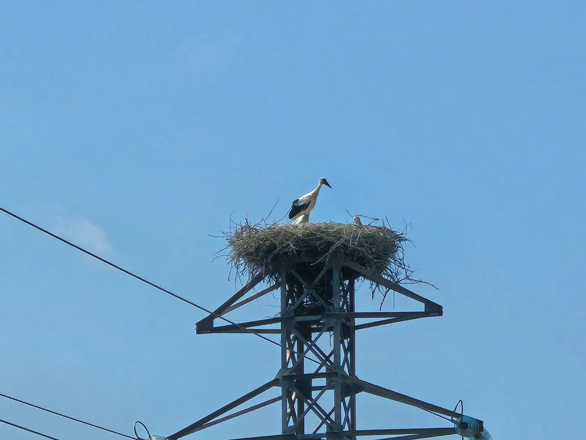 Barză în cuib, pe un stâlp